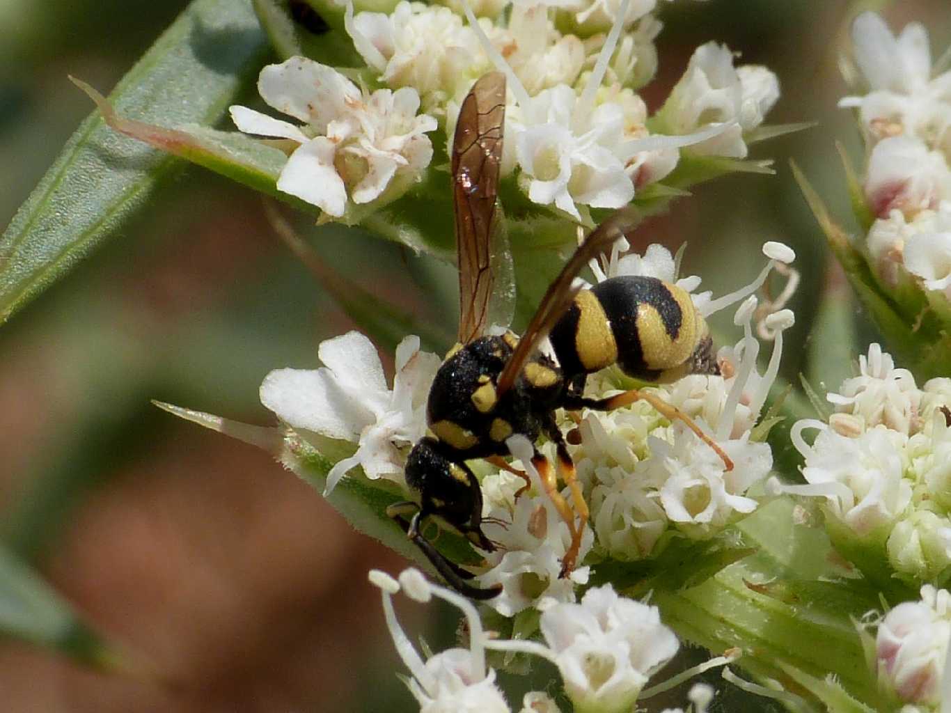 Vespidae Eumeninae:  Ancistrocerus sp.